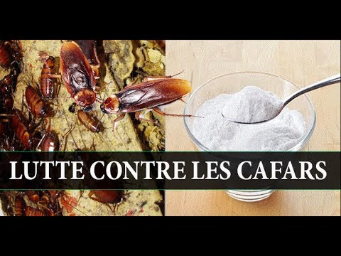 Comment combattre les cafards