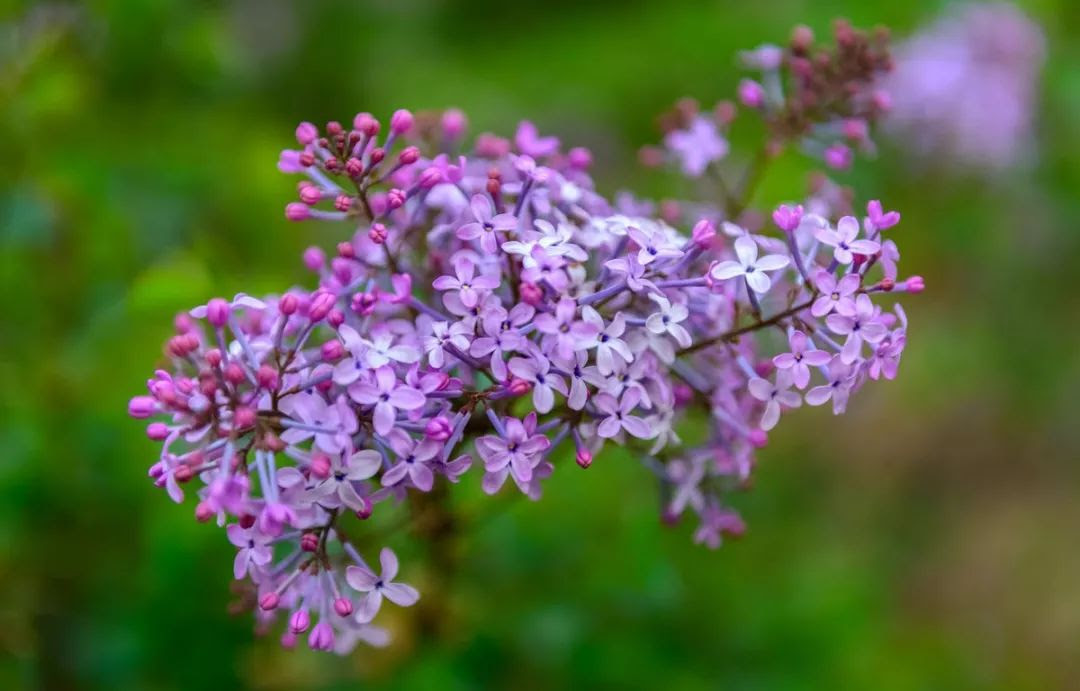 这9种紫色的花草 美起来不像话 快来看看吧 种植