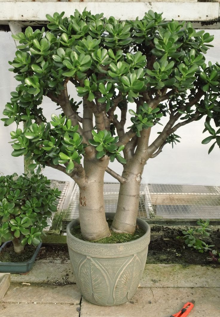 Jade plant  JADE PLANTS  Pinterest