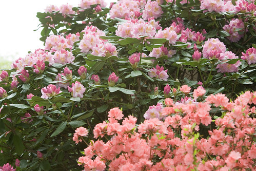 May Garden Roundup