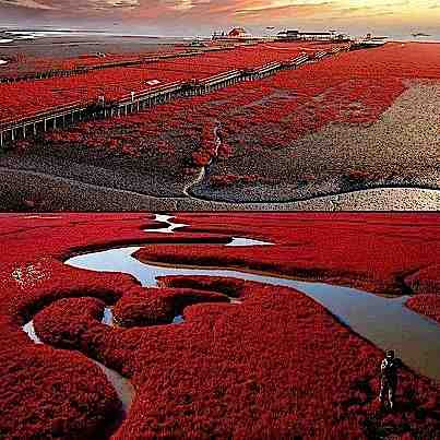 Photo of Red Beach Near Panjin City China