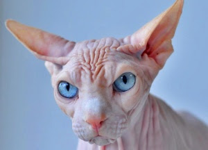 Sphynx cat