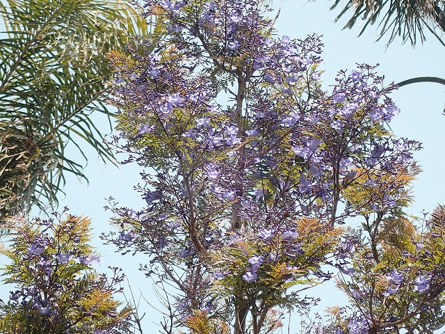 紫の桜 ジャカランダ が開花しました 宮崎県総合運動公園 Miyazaki Prefectural Comprehensive Sports Park