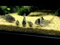 アクアリウム 水槽 横長 746009-アクアリウム 水槽 横長