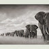Elephant Fond D'écran - Afrique Bebe Elephant Devant Un Troupeau De Zebres