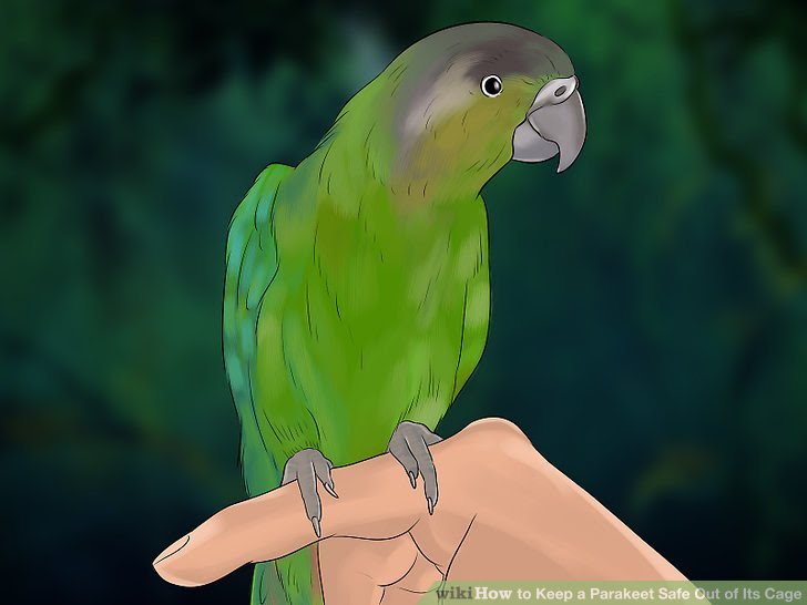 Keep a Parakeet Safe Out of Its Cage Step 3.jpg