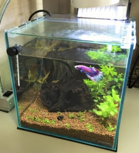 デスクトップアクア ベタ水槽を立ち上げ Baicaiの欠片