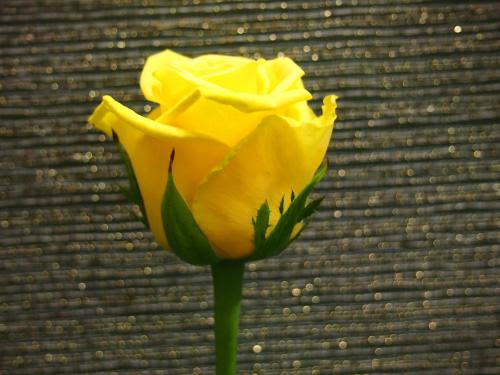 バラ オレンジ 黄色系 有限会社エブリーフラワー