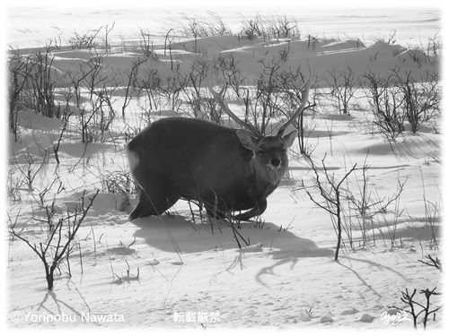 美術 プロ写真家 縄田賴信公式ブログ 北海道に恋して