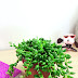 String Of Pearls Indoor / Whether indoors or outdoors, provide the right potting mix to give them the best chance at survival.