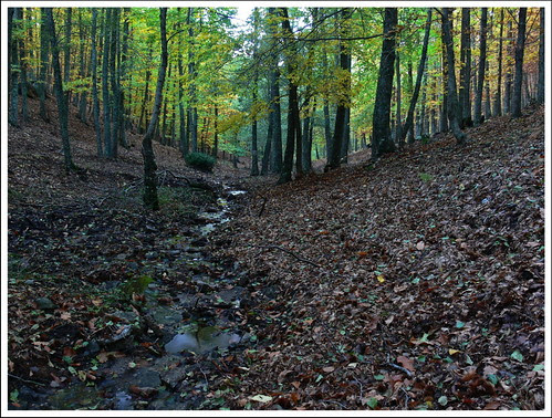 Bosque en otoño.