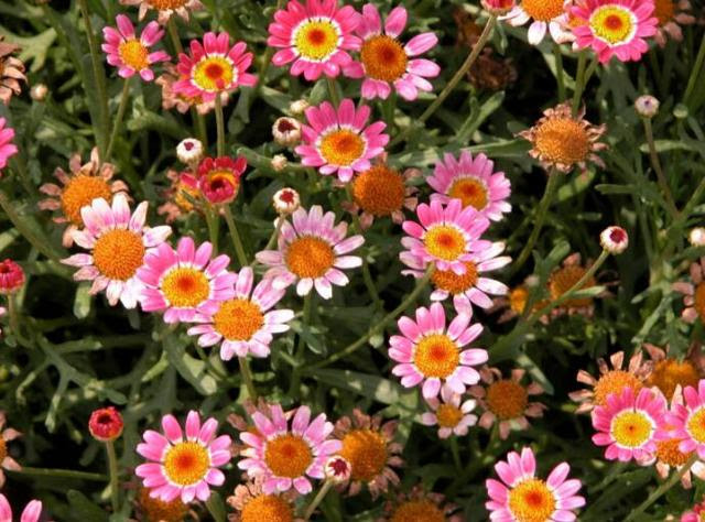 觉得菊科不容易爆花 那你没养过好的 此样