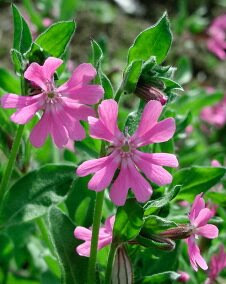 花 シレネ 5月9日の花と花言葉 シレネ 魅る魅るガーデニング