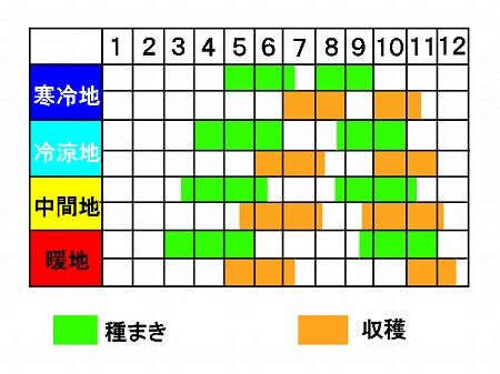 シソ 青ちりめんそ 栽培方法 家庭菜園 簡単