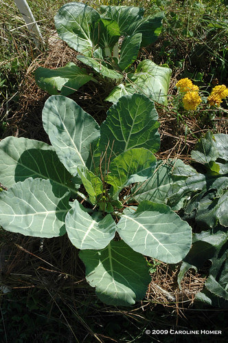 Bok choy and collards did fine