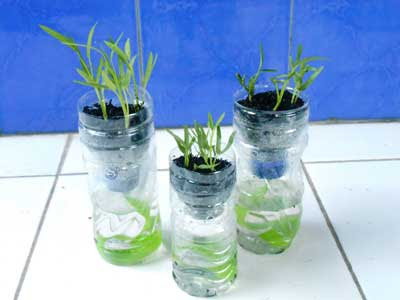 Cara Menanam Kangkung Hidroponik dengan Botol Bekas – Daun Ijo