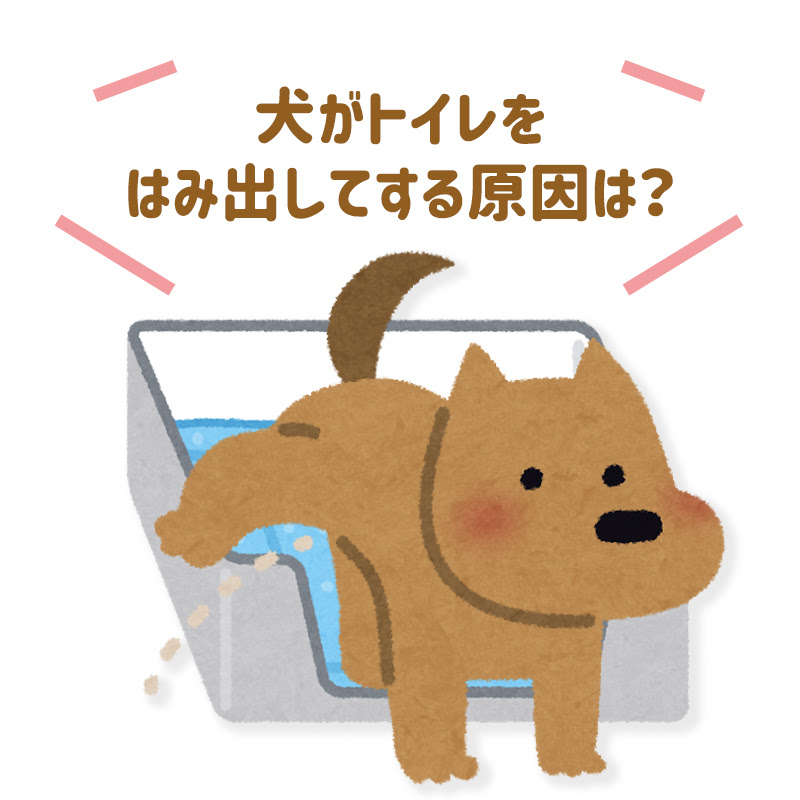 犬がトイレをはみ出してする原因はいったい何 トイレトレーや囲いの工夫で対策しよう