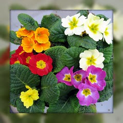 Primroses