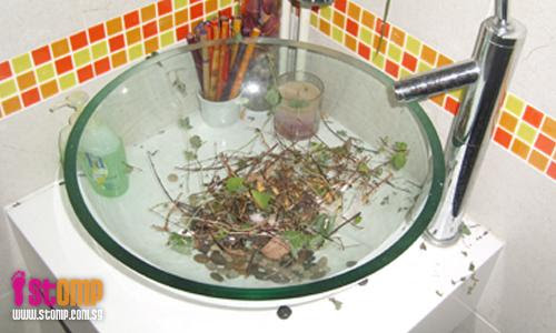 Confused bird makes nest in wash basin 