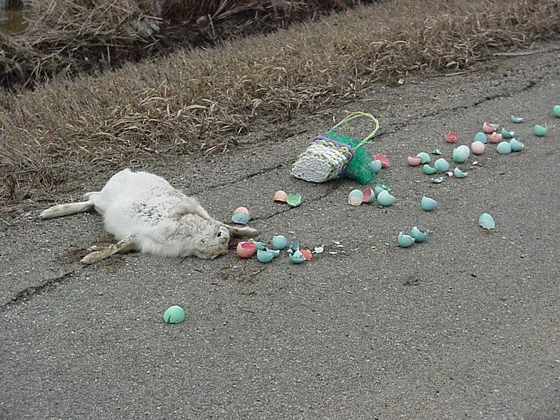 easter bunny pictures. death of the easter bunny