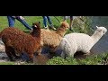 Baby Alpaca For Sale Near Me