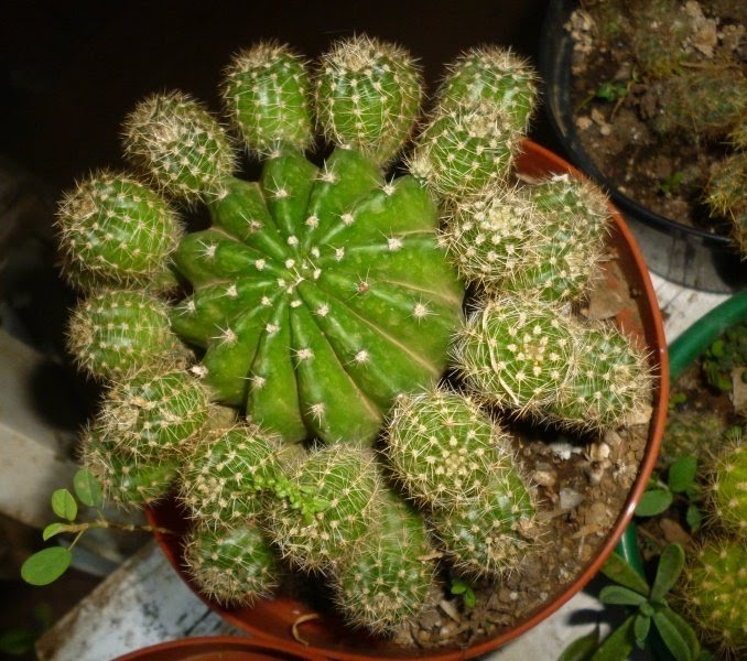 Plant Identification: Id, two cacti, 1 by Guzmania2010
