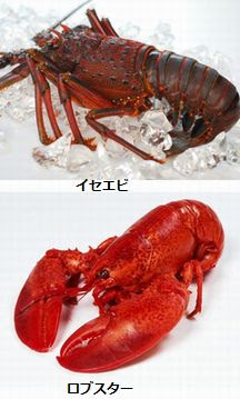伊勢エビとロブスターの違い