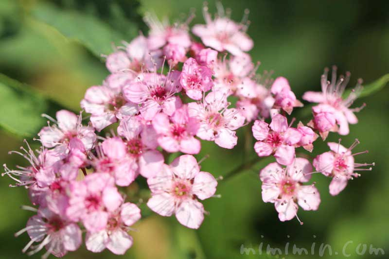 シモツケ 下野 の花の写真 花言葉 みみみんブログ