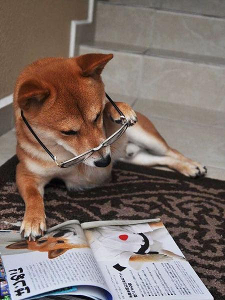 家なき子 役者犬 現在 画像検索 歯へのボケ ボケて Bokete