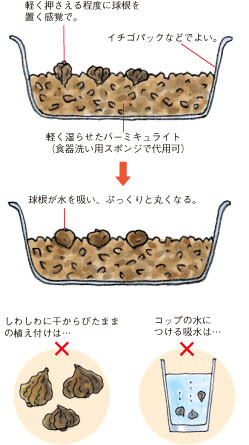 アネモネが鳴くかも 気まぐれ 猫魂
