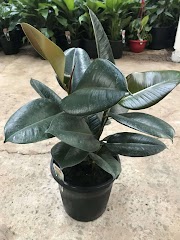 Konsep Terpopuler 21+ Ficus Elastica
