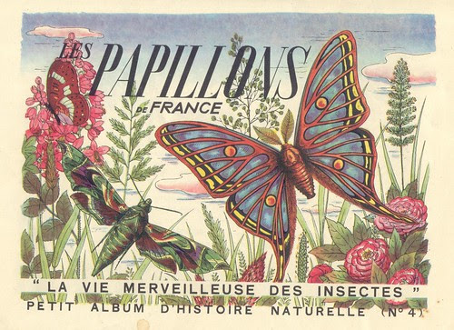papillonsfrance 1