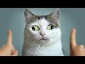 Funny Dog And Cat 😍🐶😻 Funniest Animals 