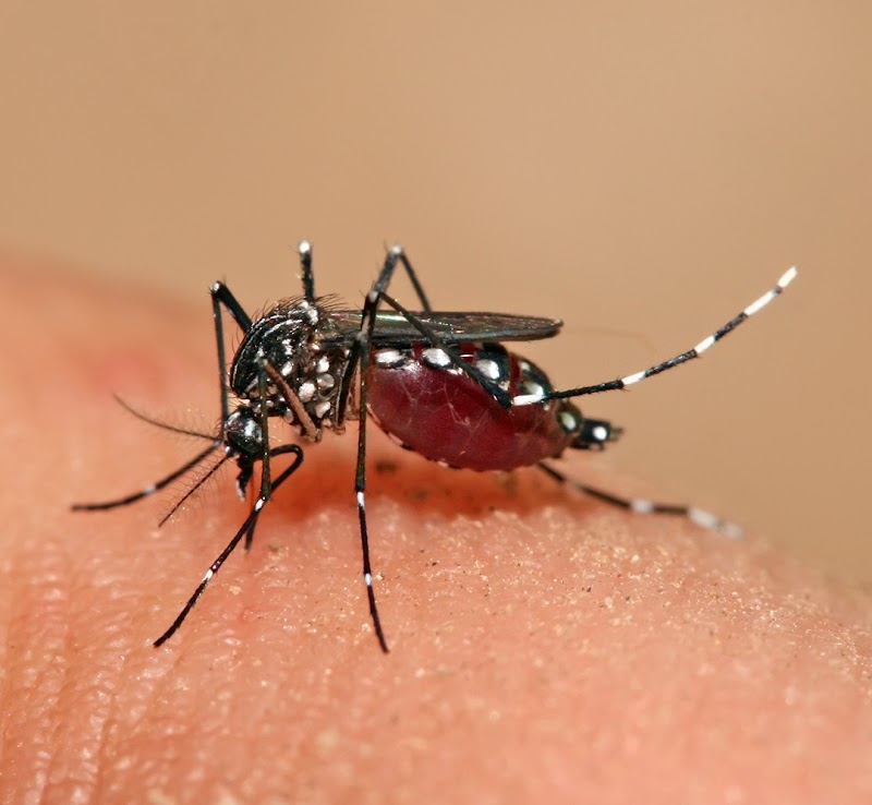 Inspirasi Baru Dengue Aedes Aegypti, Trend Terbaru!