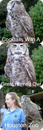 Great Horned Owl