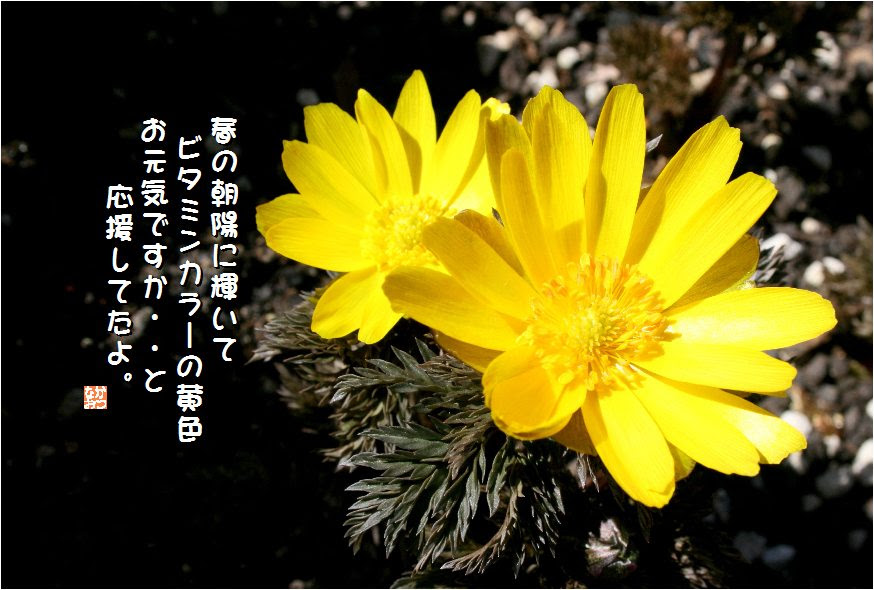 No 252 福寿草 花言葉 幸福を招く 祝福 永久の幸福 なおかつ フォトエッセイ