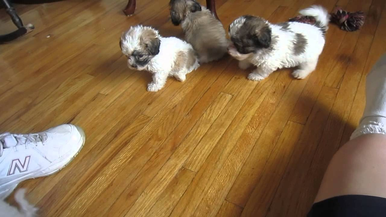 The new Littles - Bichon/Poodle/Shih Tzu puppies 08.30.13