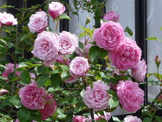 実生バラの花