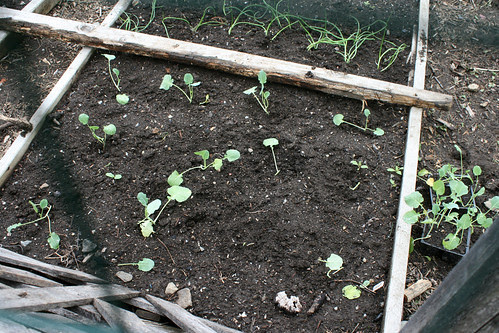 eaten broccoli 055