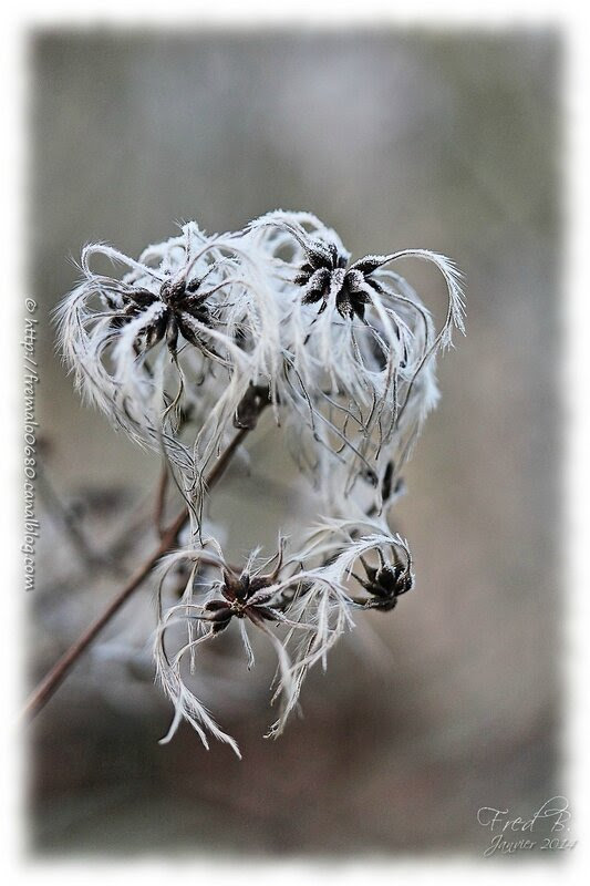 Clematis vitalba