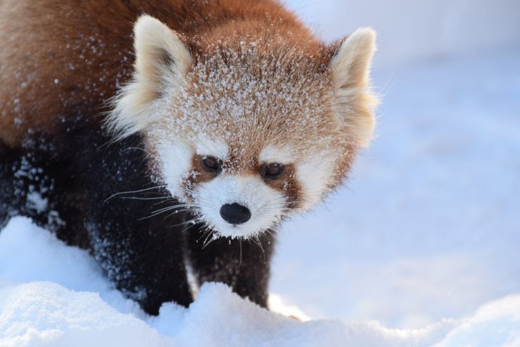 ココ はレッサーパンダ劇場ですか 雪まみれなレッサーパンダ ギンちゃん