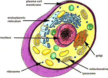 Animal Cell. Plant Cell