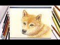 [最も好ましい] 犬 イラスト リアル 105545-犬 イラスト リアル 描き方
