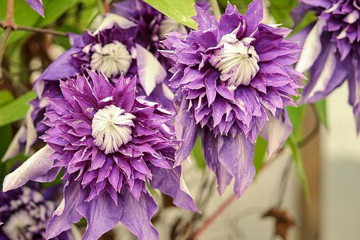 クレマチスの病気 立ち枯れ病の原因や対策法とは 植物navi