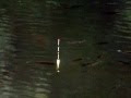 √100以上 ヘラブナ 釣り ウキ 683994-ヘラブナ釣り ウキ止め