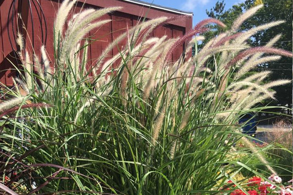 Perennials & Shrubs : Casey's Garden Shop & Florist