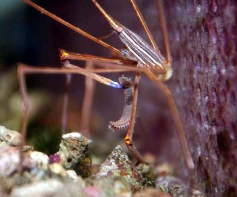 ウミケムシ対策にアロークラブと新提案ウミケムシ駆除方法 ウミケムシについて 海水魚のパイオニア 日海センター 日海フィッシュコム