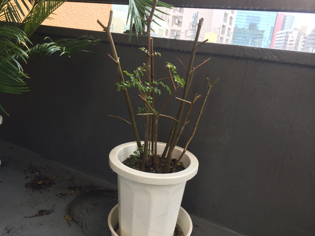 シマトネリコの育て方 剪定や植え替え 観葉植物ブログ緑組 植物の育て方