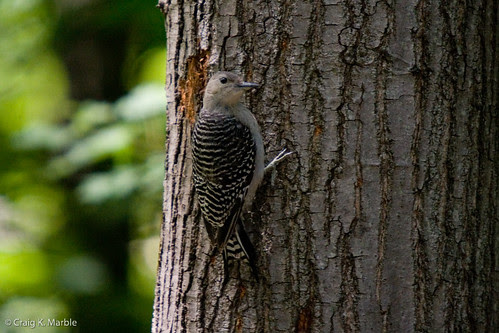 Immature Red-bellied