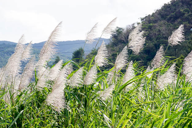 サトウキビの花の季節に思う沖縄の農業 Yanbaru Colors